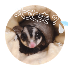 田中家のモモンガちゃん