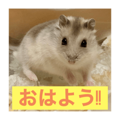 ハムスターの大吉くんスタンプ