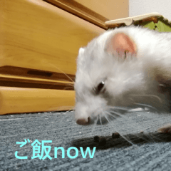 フェレットの天国