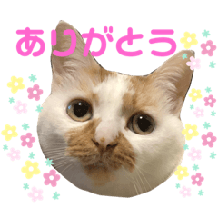 口ひげ&ぽってりネコ　みぃ