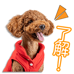 荒川家のプアちゃん