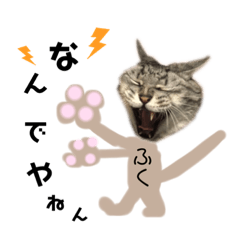 あわづさんちのにゃんこたち