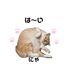 タプタプお腹のモフ猫 ミルの日常会話