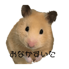 アニマル【犬＆ハムスター】