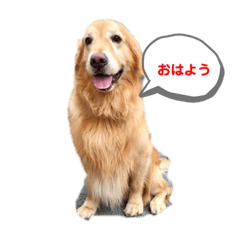 ゴールデンレトリバーとダックスフント