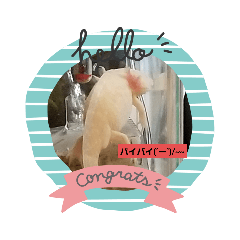 ウーパールーパーのカイくん