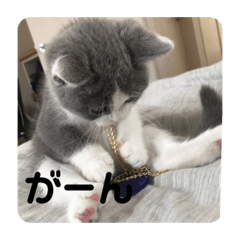 ここ先生の日常