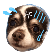 チワワちゃんとパピヨンのリリカさん