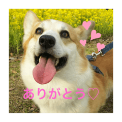コーギー(コメント付きあるよ！)