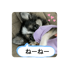 チワワのここちゃん＊
