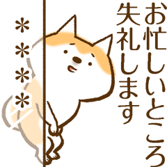 柴ちん7 柴犬とお仕事