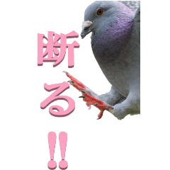 ハトから～BIG