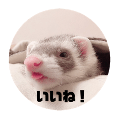 我が家のぴの氏( ^ω^ )