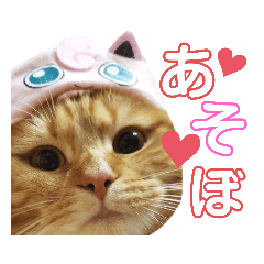 かわいい猫の日常使えるスタンプ