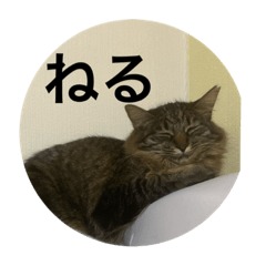 よくわからない猫達