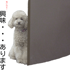 可愛いワンちゃん達のおもしろ実写スタンプ