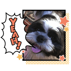 黒白シーズー　しょうちゃん7