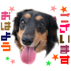 リアルDOG ダックス ブラタン