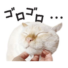 仕草がかわいい！ぽっちゃり白ねこ