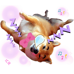 ★柴犬のハルちゃん☆★