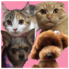 チャトランの家族 大集合