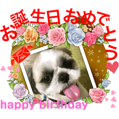 シーズー犬、チコのスタンプ1