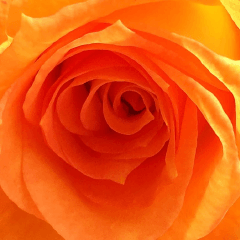 写真の気持ち花編