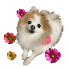 ポメラニアン　メラニーの楽しい毎日