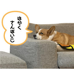 コーギーのふうちゃん