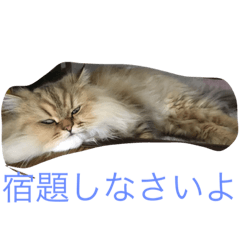 チンチラゴールデン