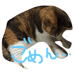 ちゃむあんどちゃー