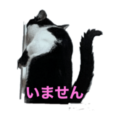 その猫　ちっち