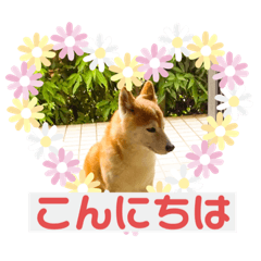 豆柴のさくらちゃん