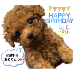 トイプーのMocoくん