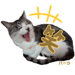 ハーツシェルター保護猫支援　第2弾