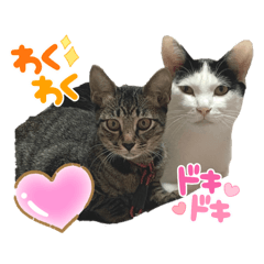 可愛い猫さん達（きょうじゅろうとねずこ）