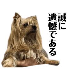 我が家のアイドルショコラちゃん ver.3