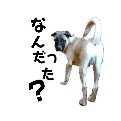 スタンプわらび