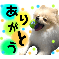 ポメラニアンのランくん