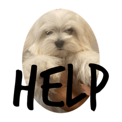 モコとミルクとポポもいるよ♥️