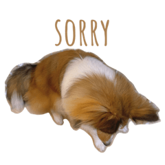 シェルティ　ルーク2