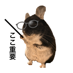 チンチラスタンプ(日常使用編)