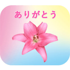 ユリの花の写真の切り抜き - 親しい人へ