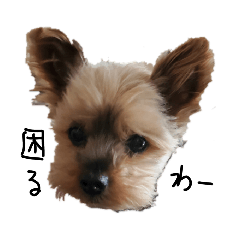 ヨーキーモコの気持ち