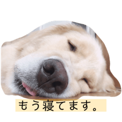 犬 めいたん