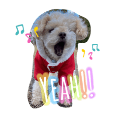 我が家のアイドル　しゅーとvol.1