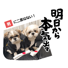 マサみつの日々3（シーズー）