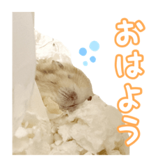 毎日使えるプディングハムスターのむぎくん