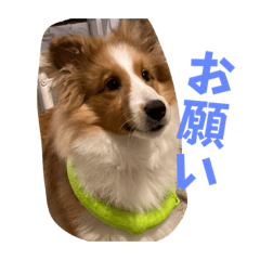 シェルティのウィル