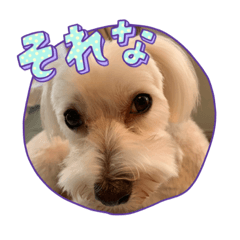 ハルスタンプ（マルチーズ）